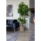 Violinfigen Konstplanta Hjd 190 cm grn.