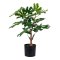 Figentr Knstliche Pflanze H60 cm grn.