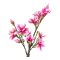 Magnoliatr Konstplanta Hjd 74 cm grn, rosa.
